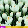 Crocus wit 30 krokusbollen