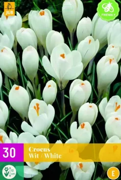 Crocus wit 30 krokusbollen