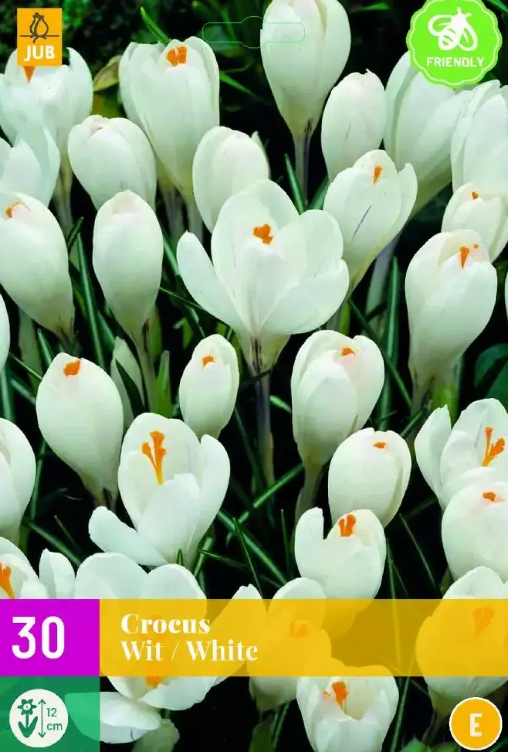 Crocus wit 30 krokusbollen