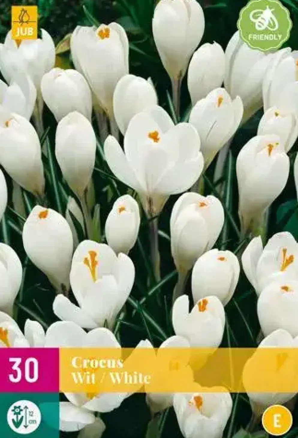 Crocus wit 30 krokusbollen