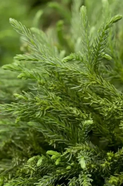 Cryptomeria japonica 'Globosa Nana' (Japanse ceder 'Globosa Nana')