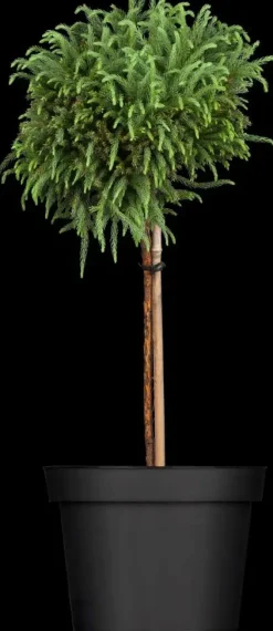 Cryptomeria japonica 'Globosa Nana', Stamm (Japanse ceder 'Globosa Nana')