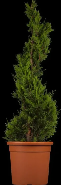 Cupressocyparis leylandii 'Castlewellan Gold' (Cupressocyparis 'Castlewellan Gold')