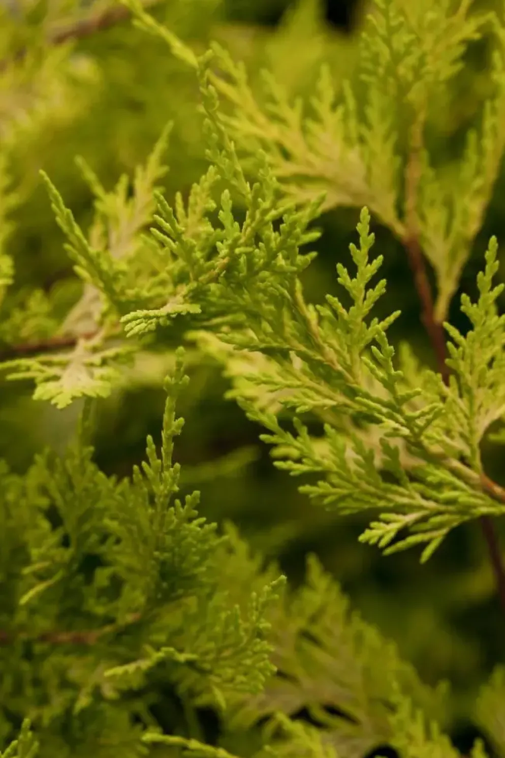 Cupressocyparis leylandii 'Castlewellan Gold' (Cupressocyparis 'Castlewellan Gold')