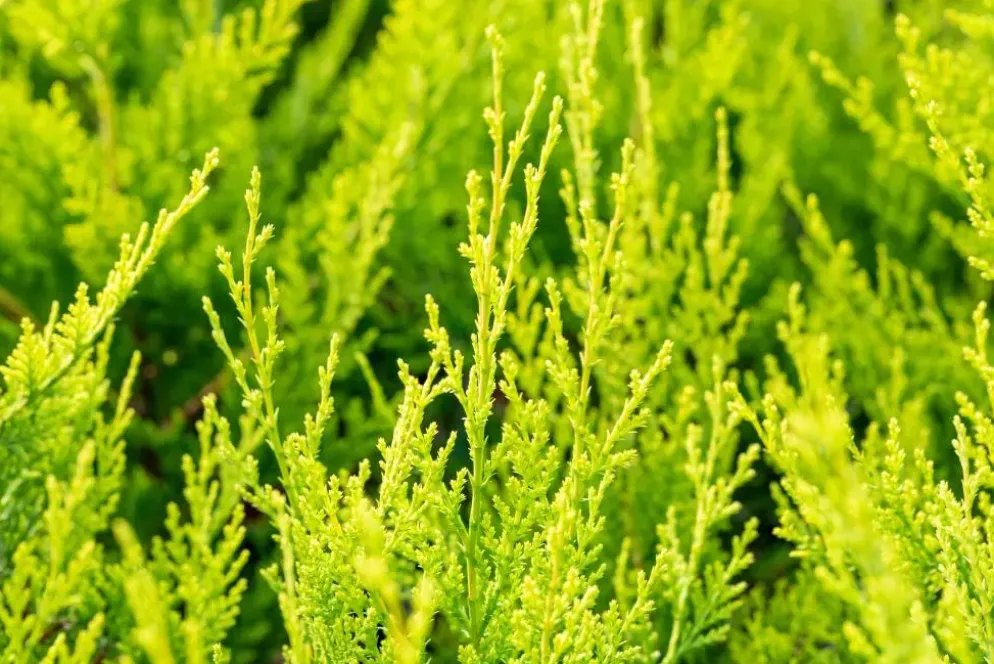 Cupressocyparis leylandii 'Castlewellan Gold' (Cupressocyparis 'Castlewellan Gold')