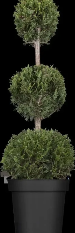 Cupressocyparis leylandii 'Castlewellan Gold', Stamm (Cupressocyparis)
