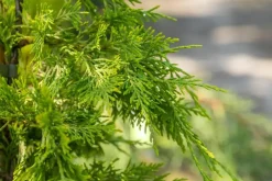 Cupressocyparis leylandii 'Gold Rider' (Cupressocyparis 'Gold Rider')