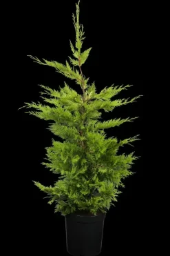 Cupressocyparis leylandii 'Gold Rider' (Cupressocyparis 'Gold Rider')