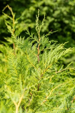 Cupressocyparis leylandii (Leylandcipres)