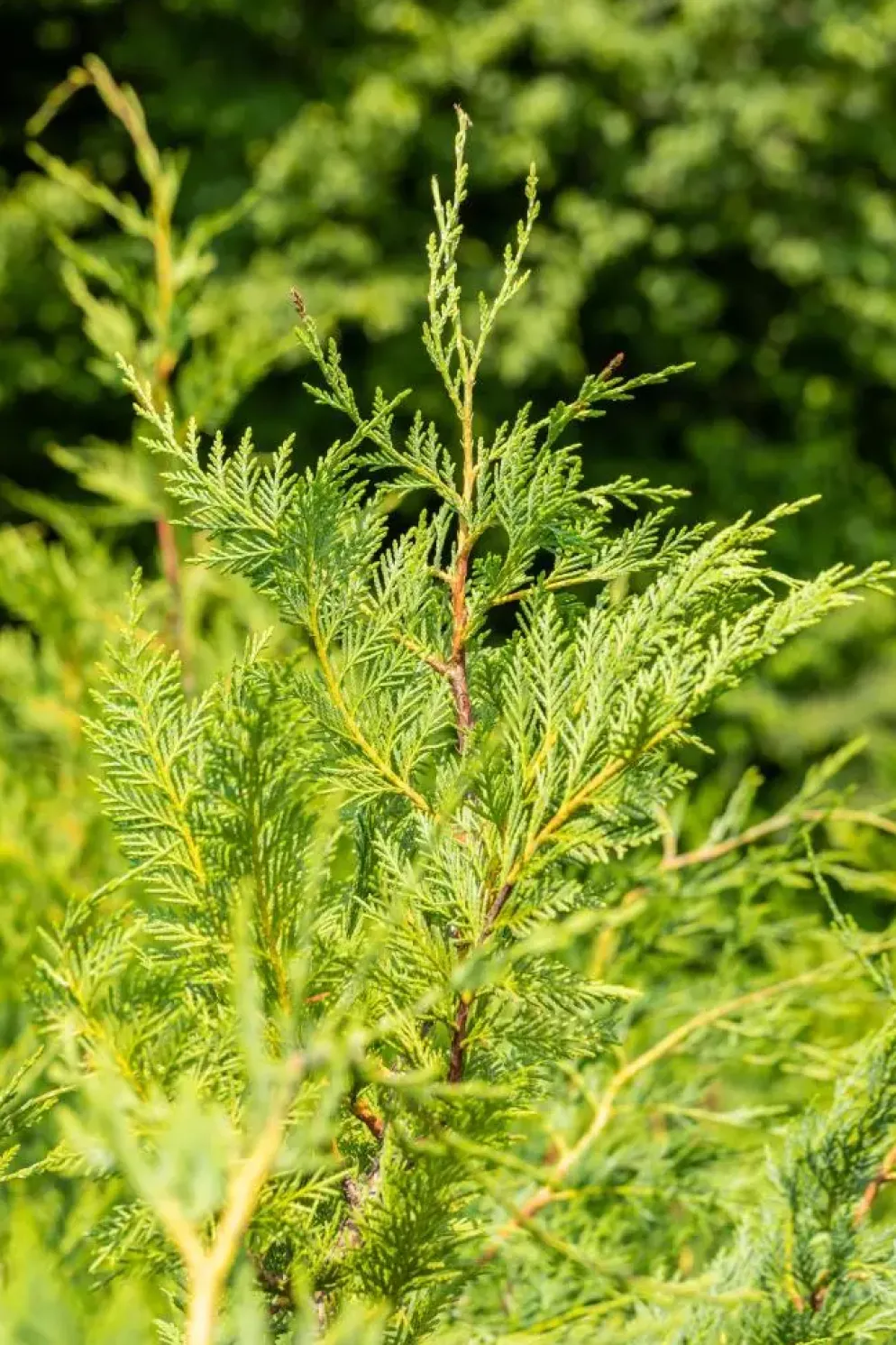 Cupressocyparis leylandii (Leylandcipres)