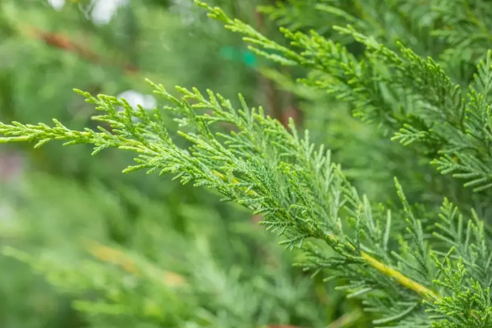 Cupressocyparis leylandii (Leylandcipres)