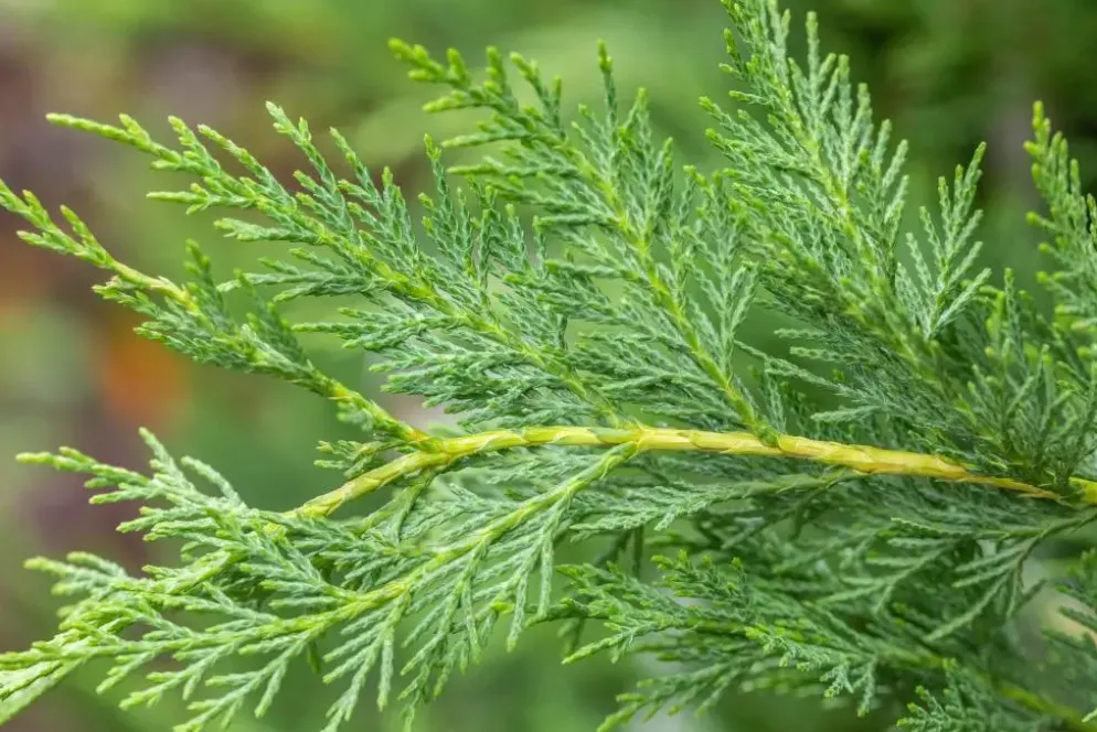 Cupressocyparis leylandii (Leylandcipres)