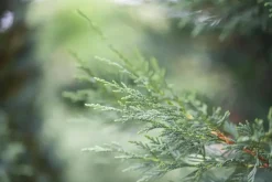 Cupressocyparis leylandii (Leylandcipres)