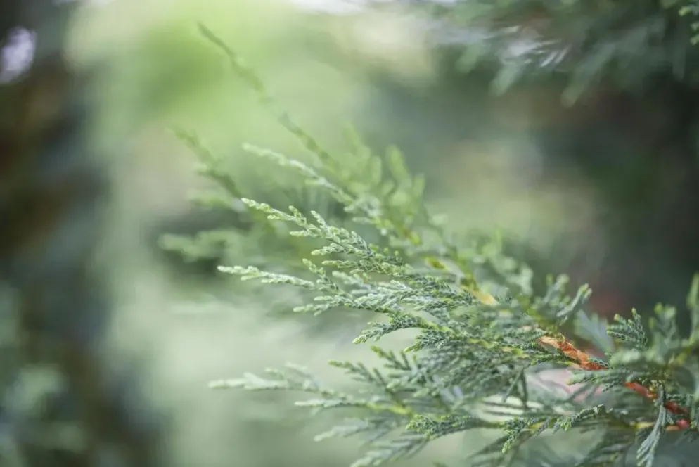 Cupressocyparis leylandii (Leylandcipres)
