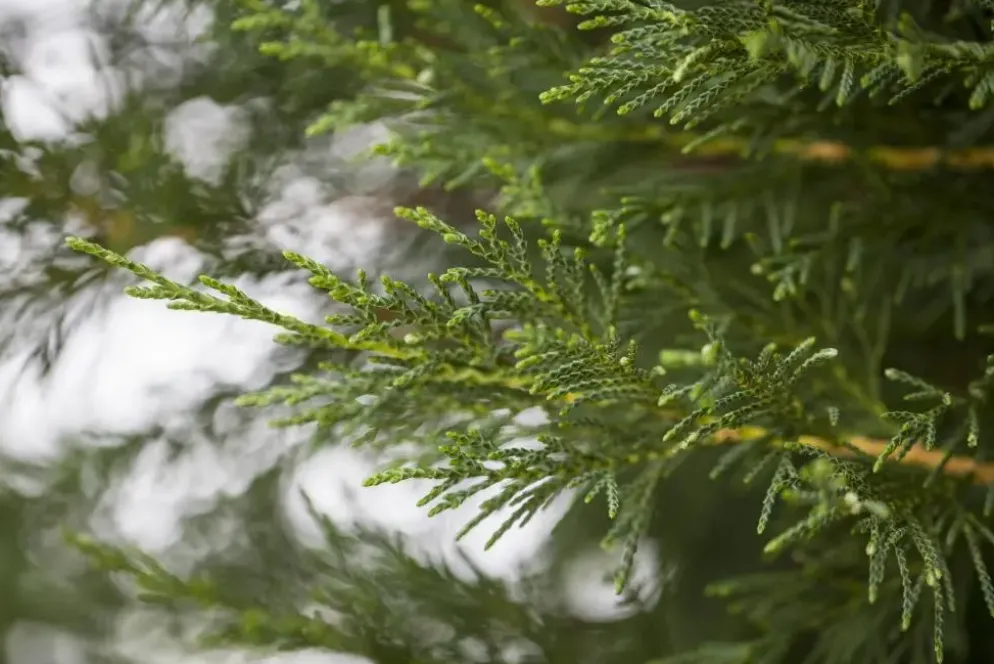 Cupressocyparis leylandii (Leylandcipres)