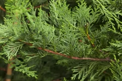 Cupressocyparis leylandii (Leylandcipres)