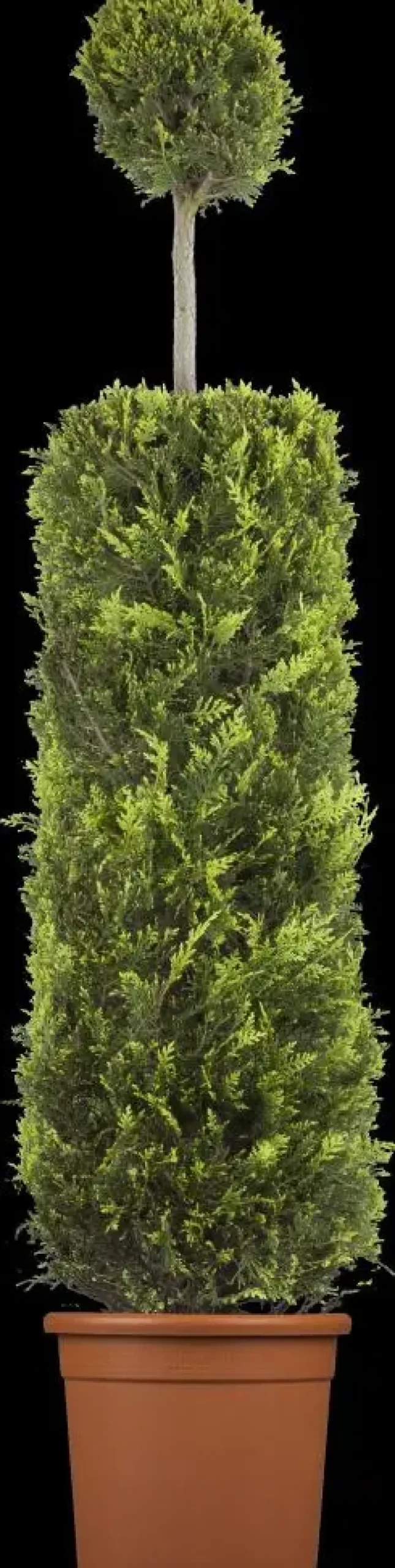 Cupressocyparis leylandii (Leylandcipres)