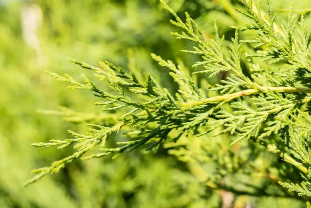 Cupressocyparis leylandii (Leylandcipres)