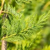 Cupressocyparis leylandii (Leylandcipres)