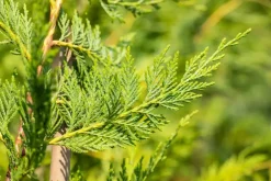 Cupressocyparis leylandii (Leylandcipres)