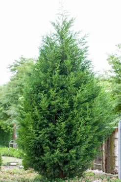 Cupressocyparis leylandii (Leylandcipres)