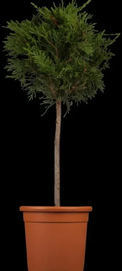 Cupressocyparis leylandii (Leylandcipres)