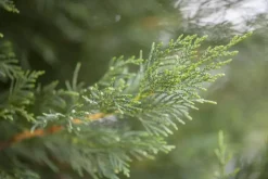 Cupressocyparis leylandii (Leylandcipres)