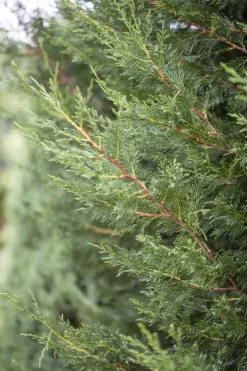 Cupressocyparis leylandii (Leylandcipres)