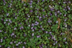 Cymbalaria muralis (Muurleeuwebek)