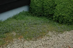 Cymbalaria muralis (Muurleeuwebek)