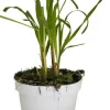 Cymbopogon flexuosus (Citroengras)