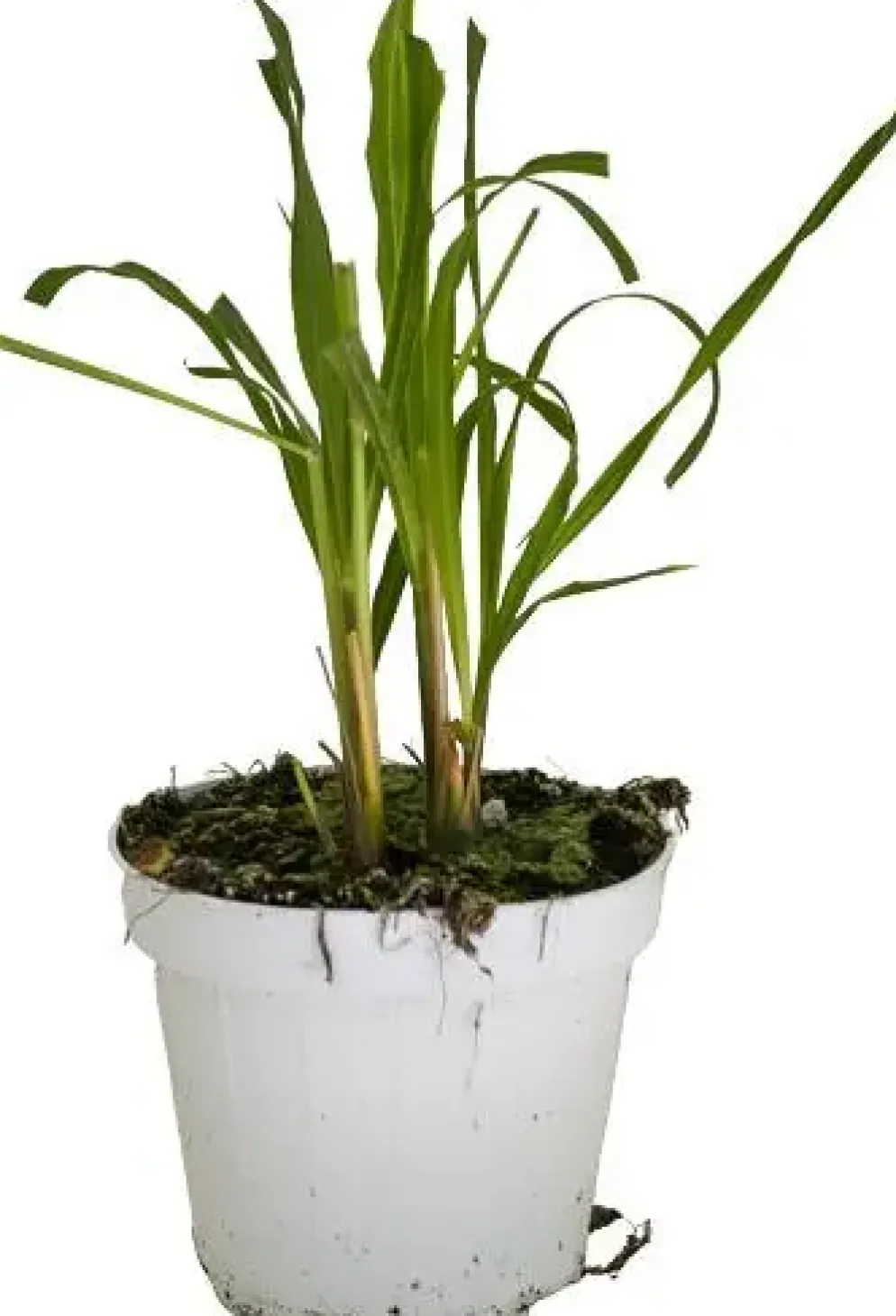 Cymbopogon flexuosus (Citroengras)