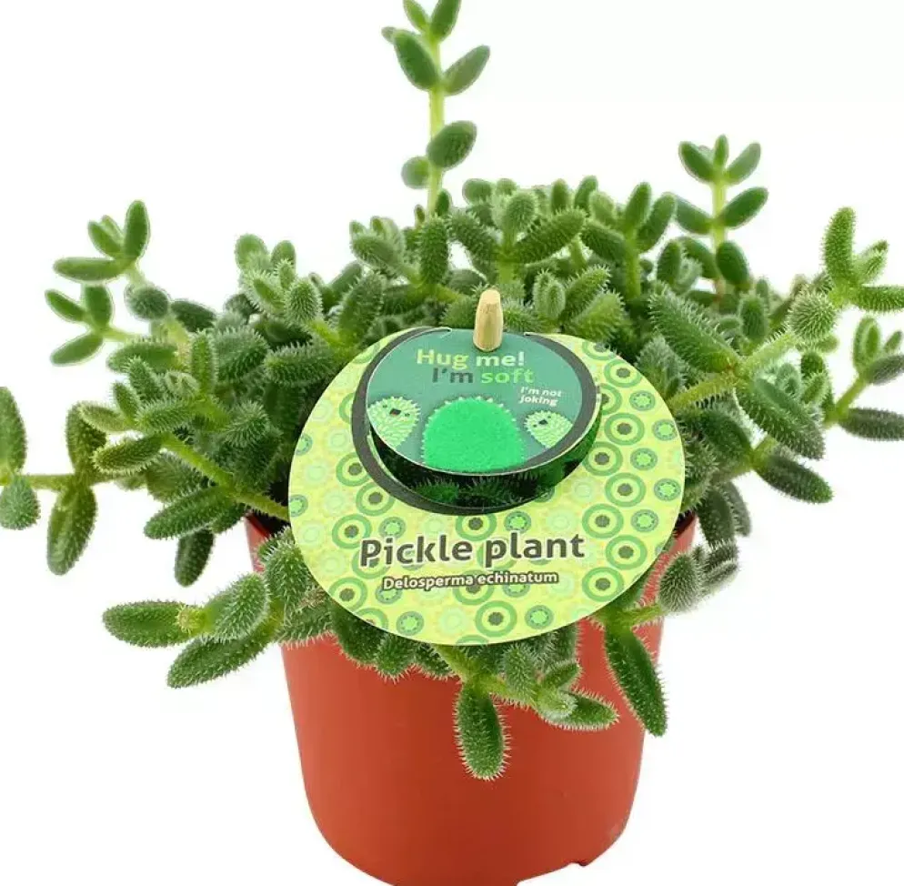 Delosperma echinatum (Augurkenplantje) 20cm