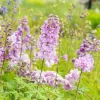 Delphinium (Ridderspoor)