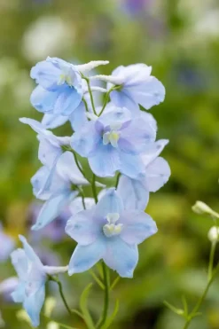 Delphinium (Ridderspoor)