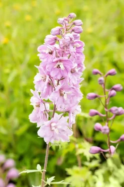 Delphinium (Ridderspoor)