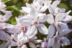 Deutzia x hybrida 'Mont Rose' (Deutzia 'Mont Rose')
