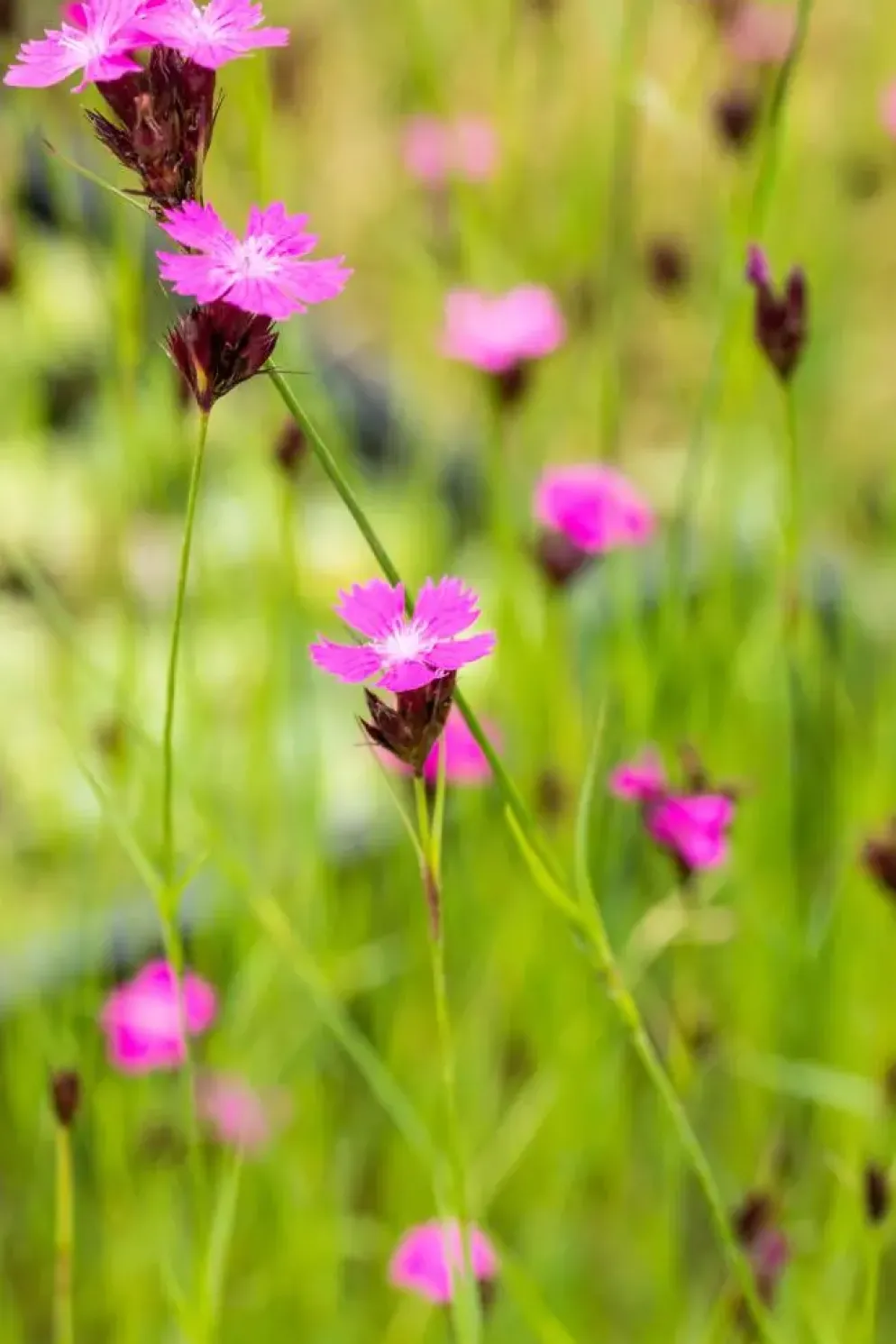 Dianthus carthusianorum (Kartuizer anjer)