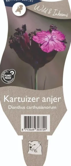 Dianthus carthusianorum (Kartuizer anjer)