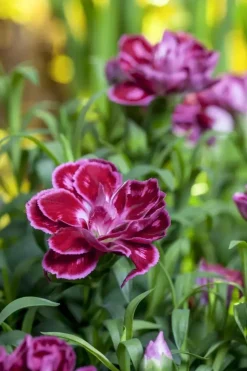 Dianthus caryophyllus (Tuinanjer)