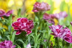 Dianthus caryophyllus (Tuinanjer)