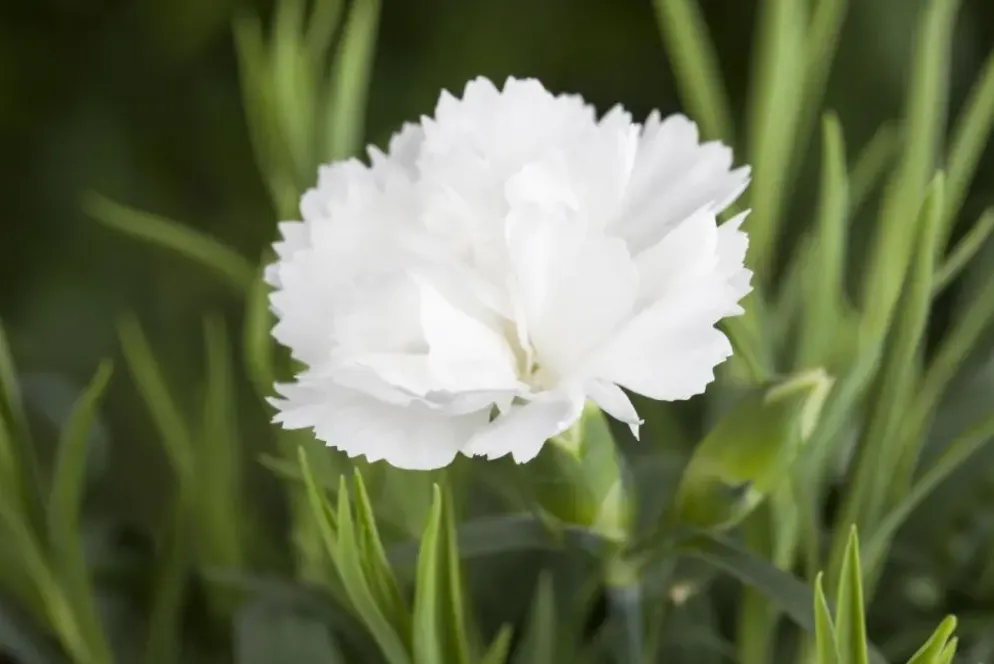 Dianthus caryophyllus (Tuinanjer)