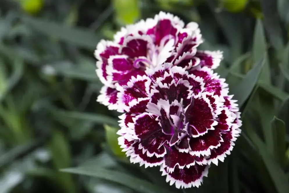 Dianthus caryophyllus (Tuinanjer)