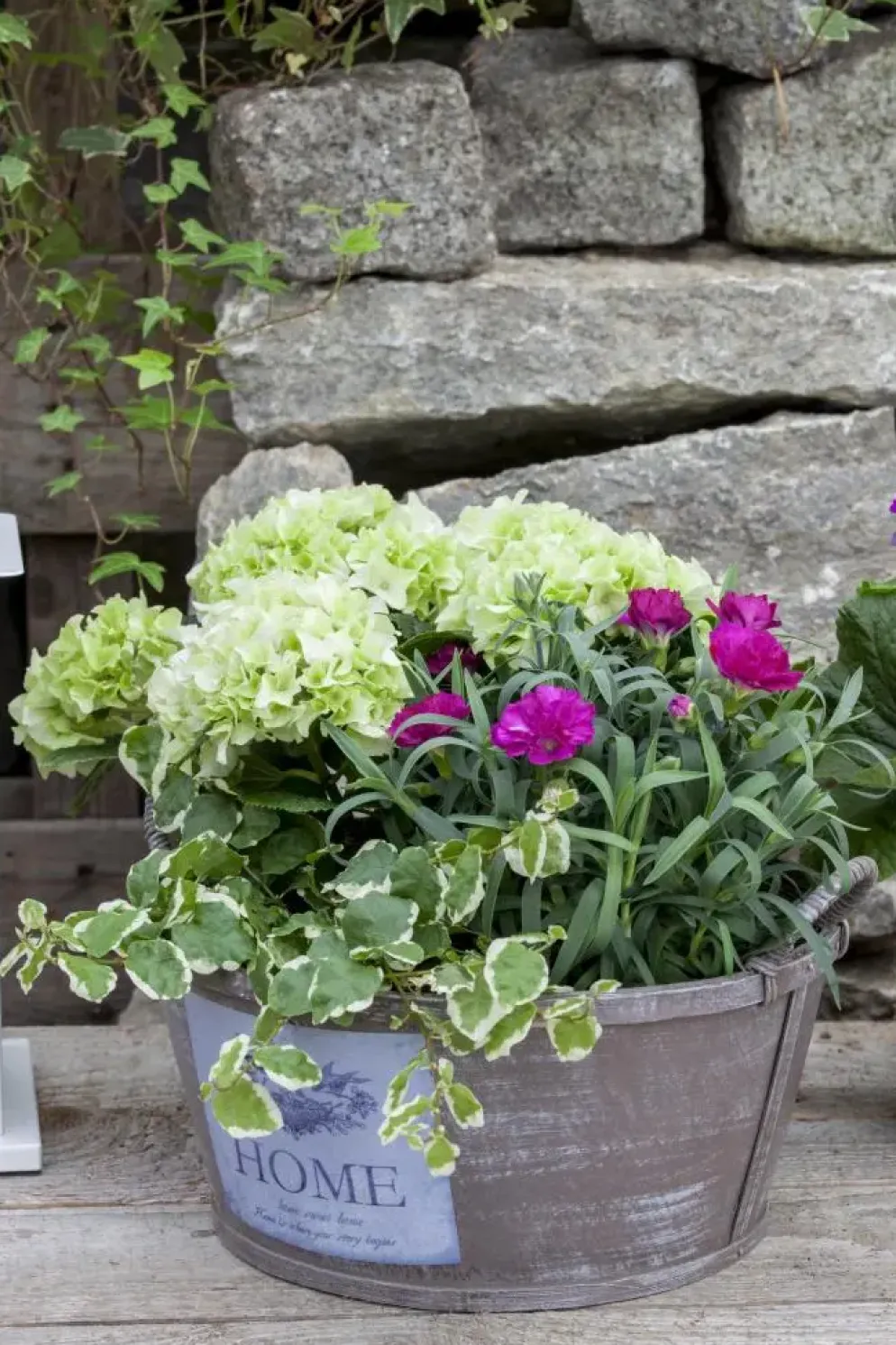 Dianthus caryophyllus (Tuinanjer)