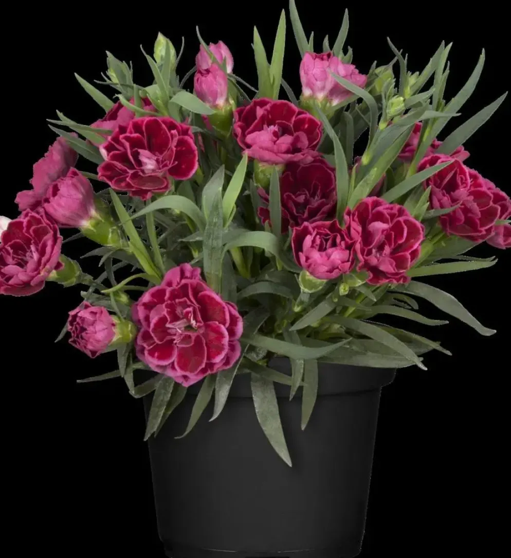 Dianthus caryophyllus (Tuinanjer)