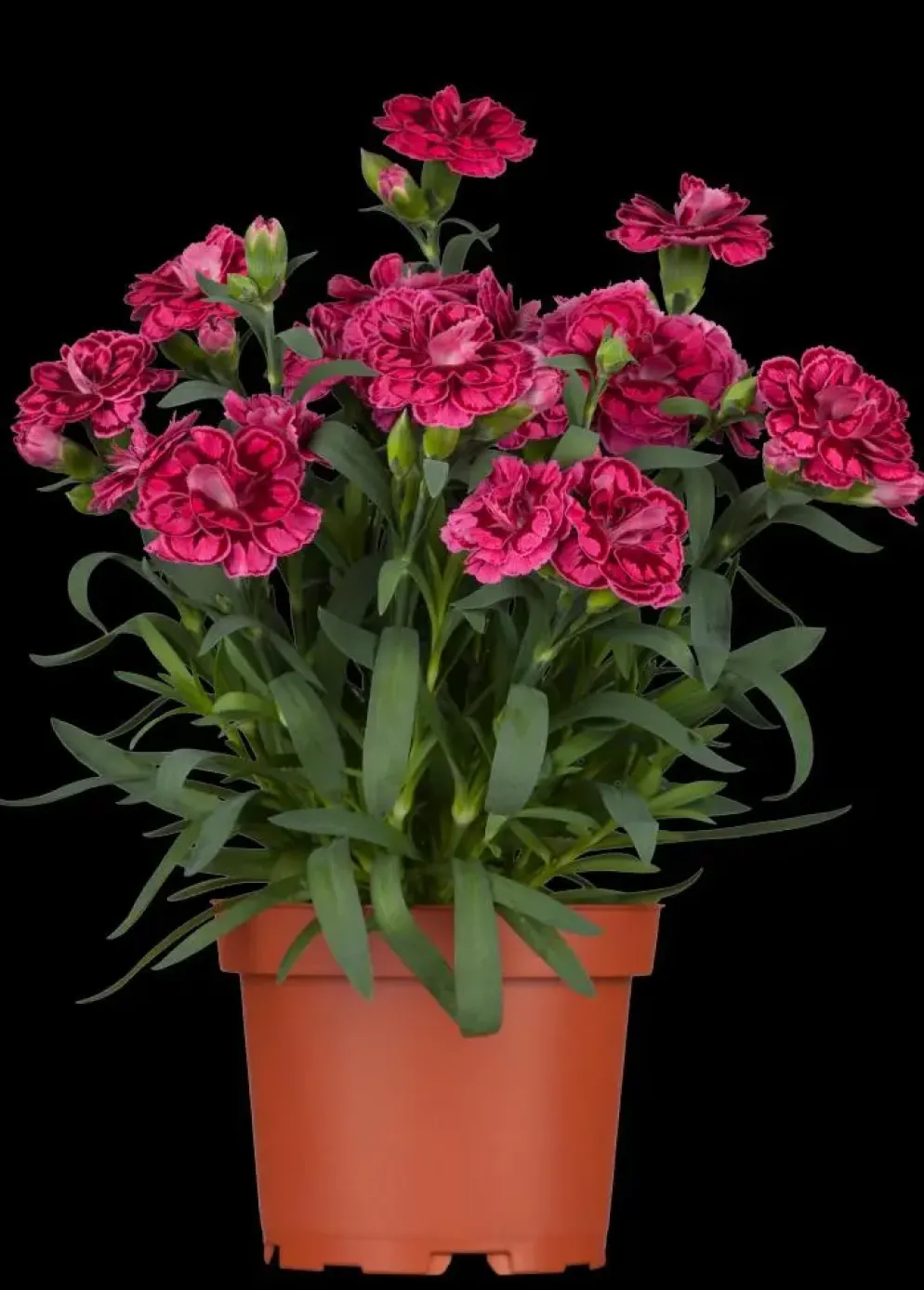 Dianthus caryophyllus (Tuinanjer)