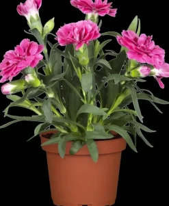 Dianthus caryophyllus (Tuinanjer)