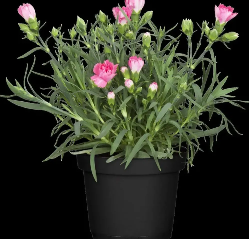Dianthus caryophyllus (Tuinanjer)