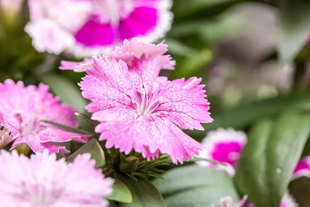 Dianthus caryophyllus (Tuinanjer)
