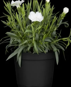 Dianthus caryophyllus (Tuinanjer)